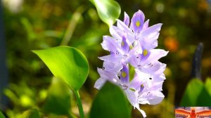 Но время лечит тихо без слов