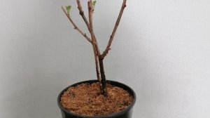 Как сохранить саженцы до посадки