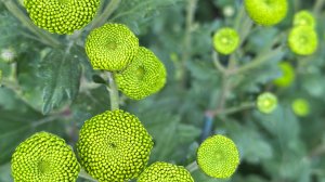 Влог с Давидом Марковичем