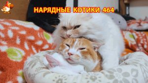 Нарядные Котики расслабляются на солнышке 🌞 🐈🐈🐈 (464)