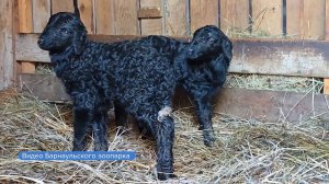 В зоопарке Барнаула на свет появились два чёрных ягнёнка