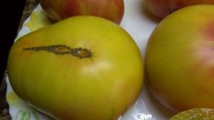 ПОСЕВЫ 2026-103. Томатный Гном Розелла би колор - фруктовая сладость!