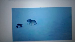 сравниваем силы животных