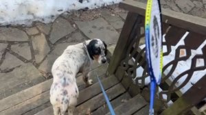 Лиса-Алиса. Малой встретил лису во дворе и прогулка