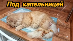 ЗАБРАЛИ ПЕРСИКА ДОМОЙ 🐈 НО ЛУЧШЕ НЕ СТАЛО, ОПЯТЬ КЛИНИКА И ОПЕРАЦИЯ 🙏