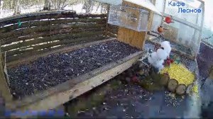 🔴 24 LIVE Главная Кормушка