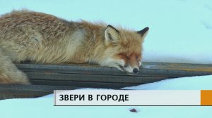 Бросалась на людей, пыталась укусить, но была слишком слабой, чтобы сбежать