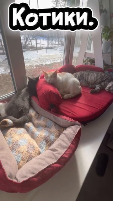 Разбойники