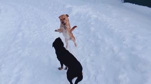 Собачки играют ,  радуются снегу .  VID_2026