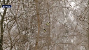 На Алтае издали карманный определитель 200 самых распространённых птиц