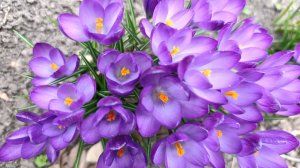 Все о крокусах.