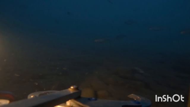 Жизнь рыб до заката и после в реке Пшиш, Март месяц