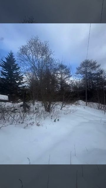 12603045251624