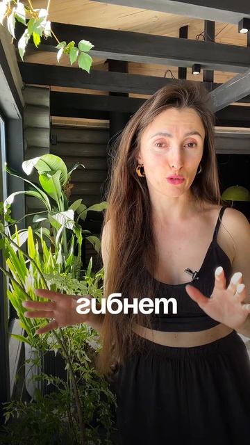 #комнатныерастения #озеленение #фитодизайн