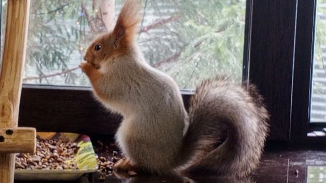 с белкой дома