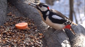 Дятел. Зарисовка