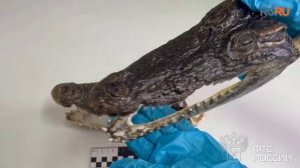 Мужчина пытался провезти в багаже крокодильи головы из Таиланда