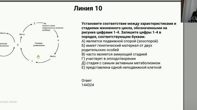 Биология. Решение заданий жизненные циклы. Сербина С.Е.
