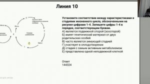 Биология. Решение заданий жизненные циклы. Сербина С.Е.