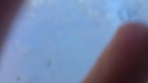 я еле спрятался от этой мили Я залез на дерево!