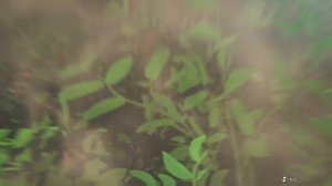 Monster Hunter Stories 3: Twisted Reflection - Official Demo Overview Trailer