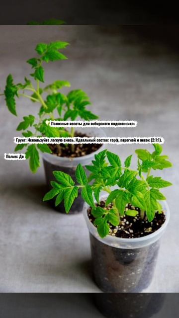 Готовимся к летнему сезону - рассада