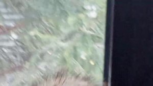 понедельник в диком зоопарке за окном