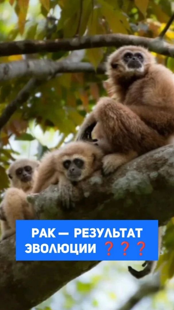 Рак в результате эволюции