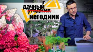 Мода на "бабушкины цветы", идеальный грунт, томаты для любых условий