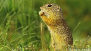 #Коран#АльБакъара#СамыеКрасивыеМеста#Relaxation##Islam#Quran#AlBaqarah'#Minshawiy #4кВидео#41часть#