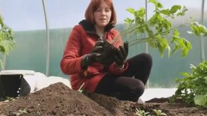 09 ма 2023 г. ЗАМОРОЗКИ, НАШЛИ старинную фотография