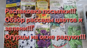 Рассада цветов и зелени!Огурцы радуют ,огород на окне!Обзор посылки от интернет магазина Грядка 58!