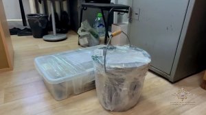 Сотрудники МВД России и Белоруссии пресекли поставку более 65 тыс. доз опасного наркотика