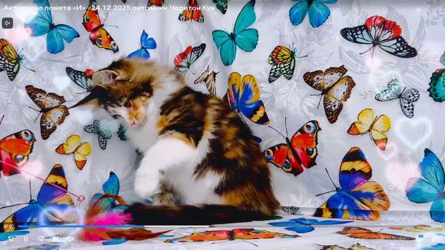 Котята питомника кошек  ЧАРИТОН КУН