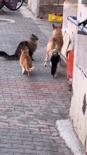 Кошачий ОПГ