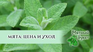 Мята: о ценности и правильном уходе