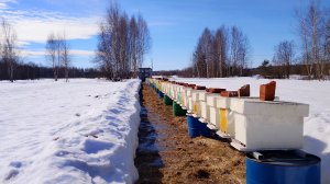 Лучшие подставки под ульи из бочек! Важный вопрос в пчеловодстве!