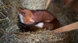 Лиса-Алиса. Лис Игнис занят, просит не отвлекать