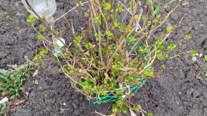 Идёт дождик а у нас посадка хризантем