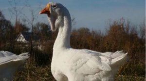 Самые статные ГУСИ