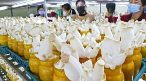 королевские вешенки. массовое производство в Тайване