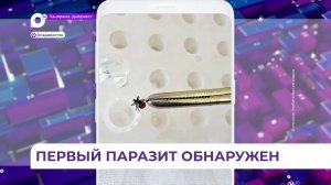В Приморье зарегистрирован первый случай присасывания клеща