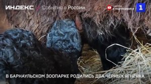 В Барнаульском зоопарке родились два чёрных ягнёнка