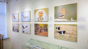 Фотовыставка живой природы "Ангел неба" // Русский музей фотографии // 11 марта - 12 апреля 2026 год