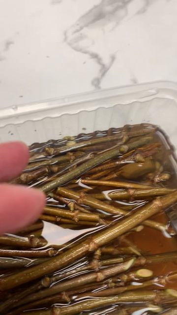 Черенкование метельчатой гортензии весной, или как размножить гортензию древесными черенками. Фантом