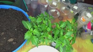 ПОСЕВЫ 2026-99. Пикировка сладкого перца, посеянного ЗАГУЩЕННО.