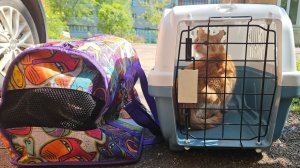 Одноглазая Мила и худая Вита с гнойной раной едут к врачу на операцию, а затем в  стационар.