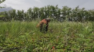 СБОР ЗЕМЛЯНИКИ