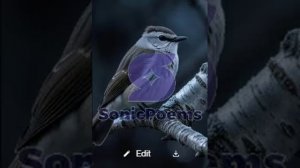 Сергей Есенин — Песня (Есть одна хорошая песня у соловушки) (вар2)