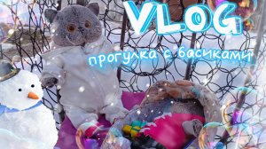 ВЛОГ: прогулка с басиками 🦭 прятки 🦭💕 #басики #басик #влог
